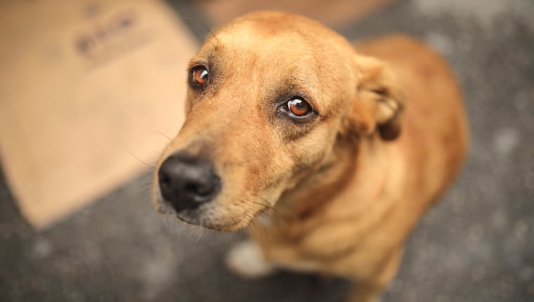 Fehlende Entwurmung gefährdet Hunde im Süden Chiles