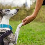 Das Ohio-Trainingsprogramm bereitet „nicht adoptierbare“ Hunde auf ein Zuhause für die Ewigkeit vor