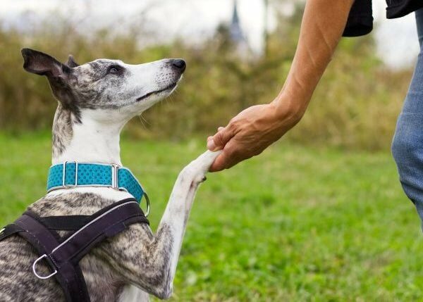 Das Ohio-Trainingsprogramm bereitet „nicht adoptierbare“ Hunde auf ein Zuhause für die Ewigkeit vor