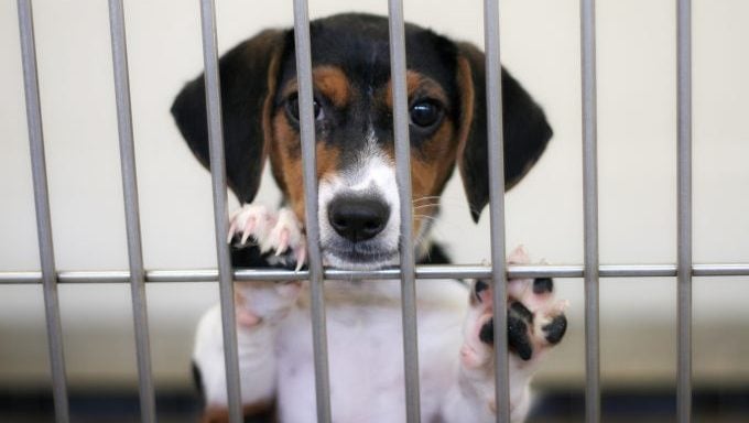 Wisconsin Humane Society Hundezuchteinrichtungen