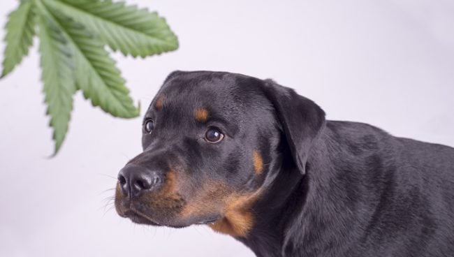 Cannabis-Hunde