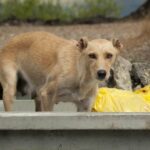 Polizist aus Indianapolis rettet ausgesetzten Hund aus Müllcontainer