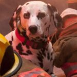 Geliebter Brandschutzhund stirbt im Alter von 10 Jahren in Arkansas