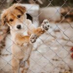 Die Polizei von Tennessee findet 77 vernachlässigte Hunde, die in einem verlassenen Haus leben