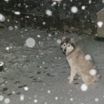 6 Hunde in brutal kalter Nacht draußen gelassen, 1 erfriert