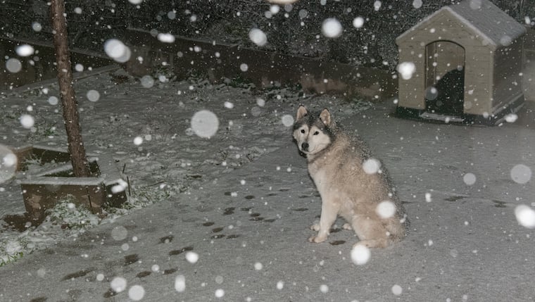 6 Hunde in brutal kalter Nacht draußen gelassen, 1 erfriert