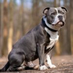 Staffordshire Bullterrier sind die am häufigsten gestohlenen Hunde in London
