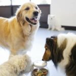 Tierliebendes Paar Open Doggy Daycare in Idaho