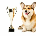 Der Wettbewerb „Hund des Jahres“ bringt 30.000 US-Dollar für Assistenzhunde ein