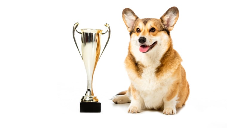 Der Wettbewerb „Hund des Jahres“ bringt 30.000 US-Dollar für Assistenzhunde ein
