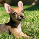 Chihuahua mit partieller Lähmung wird im Tierheim behandelt