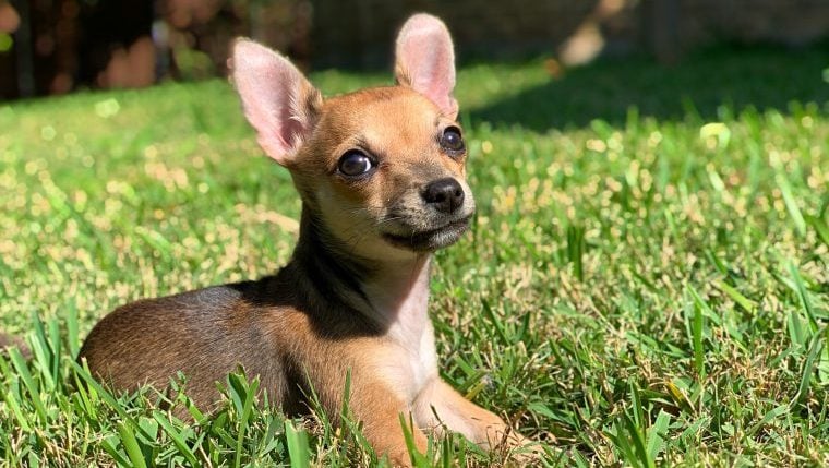 Chihuahua mit partieller Lähmung wird im Tierheim behandelt