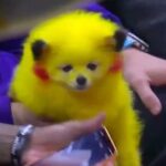Besitzer eines Welpenladens wird mit einer Geldstrafe belegt, weil er einen Hund so gemalt hat, dass er wie Pikachu aussieht