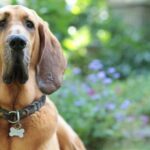 Bloodhound aus angeblicher Welpenfabrik gerettet, trifft wieder auf Familie