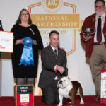 „Star“ The American Bulldog wird AKC Best in Show