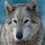 Während Colorado Wölfe zurückbringt, sieht sich Utah mit Fehlinformationen konfrontiert