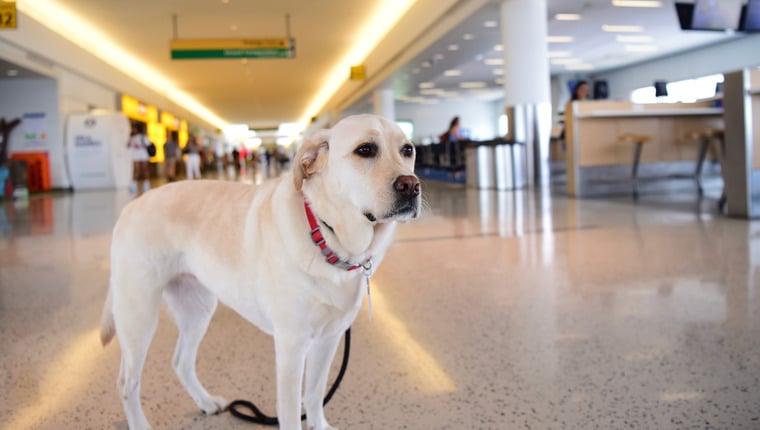 Hund wurde verlassen außerhalb des Flughafens gefunden und in einem Tierheim festgehalten