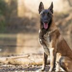 Belgischer Malinois nach neuer Studie zum intelligentesten Hund gekürt