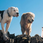 'Homeward Bound: Eine unglaubliche Reise': Ein Hundebericht