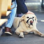Hunde dürfen in Straßenbahnen in britischen Städten dauerhaft zugelassen werden