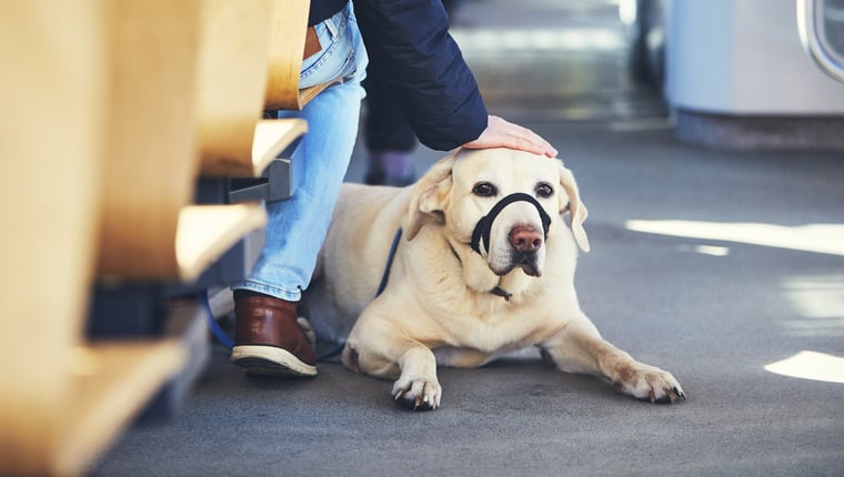 Hunde dürfen in Straßenbahnen in britischen Städten dauerhaft zugelassen werden