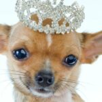 Chihuahua überwindet Angst durch Hundepaganten