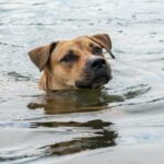 Die US-Küstenwache rettet einen streunenden Hund aus dem zugefrorenen Detroit River