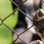 Die San Diego Humane Society kann keine Hunde mehr aufnehmen