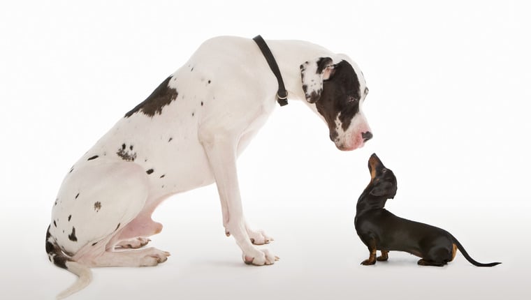 Studie besagt, dass das Gen für die Größe kleiner Hunde älter ist als die Domestizierung