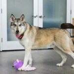 Tierheim sucht für immer ein Zuhause für einen „Teilwolf“-Hund