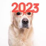 5 von Hunden inspirierte Neujahrsvorsätze für 2023