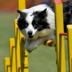 Schulmädchen, das England beim Hunde-Agility-Wettbewerb vertritt