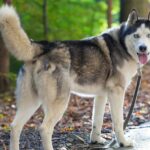 Vermisster Husky soll ein Jahr lang wild im Wald leben