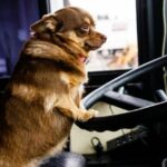 Alaskan Puppy Bus hat die süßesten Passagiere in der Transportgeschichte