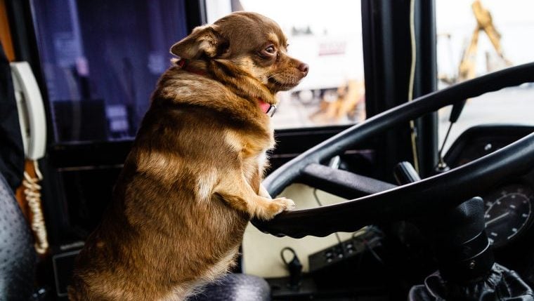 Alaskan Puppy Bus hat die süßesten Passagiere in der Transportgeschichte