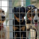 27 misshandelte Hunde in Missouri gerettet
