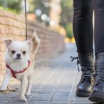 Chihuahua bei Spaziergang mit Teenager-Mädchen erstochen