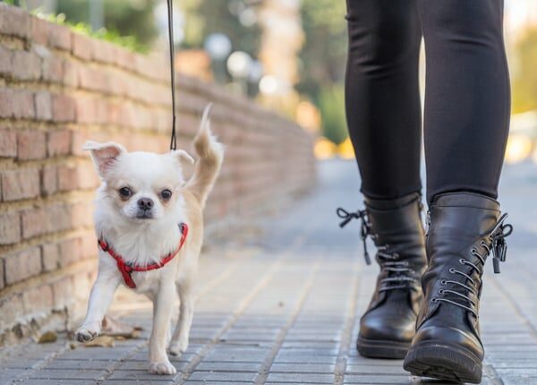 Chihuahua bei Spaziergang mit Teenager-Mädchen erstochen