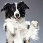 5 coole TikTok-Hundetricks, die Sie während des National Train Your Dog Month ausprobieren sollten