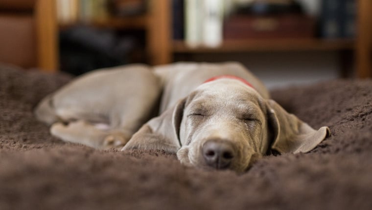 Experte verrät alles über Doggy Dreams