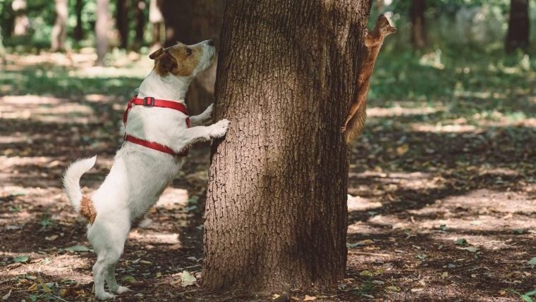 Hund jagt Eichhörnchen aus Baumkrone in Idaho gerettet