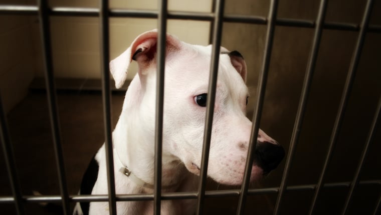BARCS Animal Shelter überfüllt, verzichtet auf Hundeadoptionsgebühren