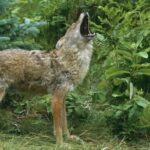 Bichon Frisé verliert Auge bei Kojotenangriff in Kalifornien, Eltern geben Warnung heraus