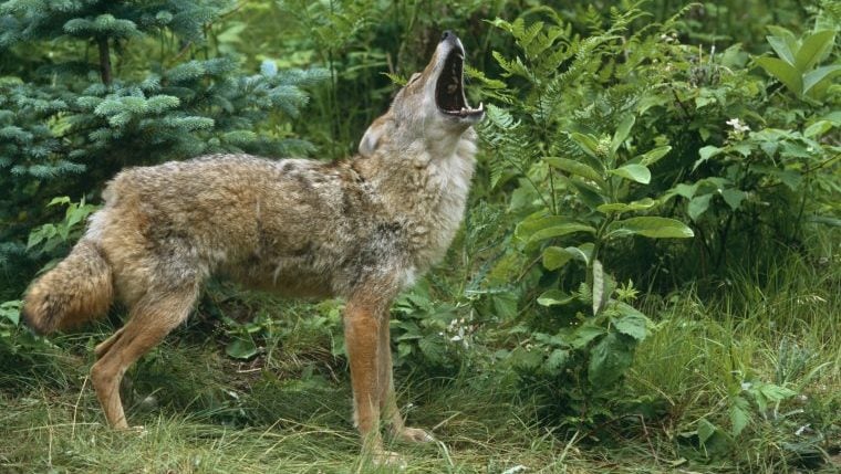 Bichon Frisé verliert Auge bei Kojotenangriff in Kalifornien, Eltern geben Warnung heraus