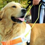 KI-gesteuerte Technologie könnte in Zukunft Blindenhunde ersetzen