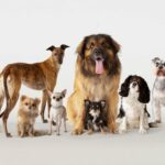 Studie vergleicht kognitive Merkmale zwischen Hunderassen