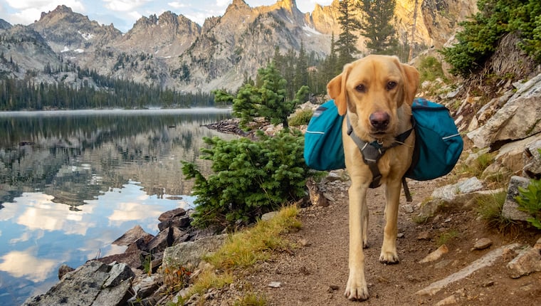 Die 10 besten hundefreundlichen Wanderungen in den Vereinigten Staaten, laut AllTrails