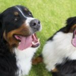 Der American Kennel Club gibt die Top-Hundenamen von 2022 bekannt