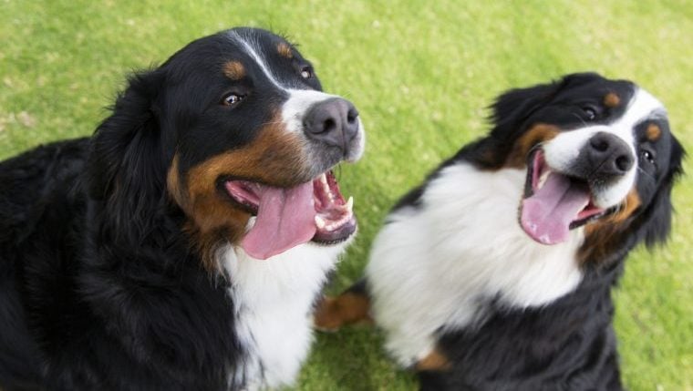 Der American Kennel Club gibt die Top-Hundenamen von 2022 bekannt