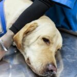 Labrador rettet Tierarzt das Leben, nachdem Kopfstoß Krebs enthüllt